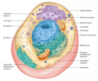 A-level生物学2