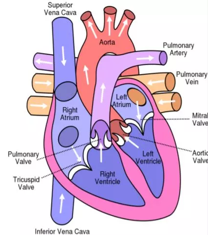 心脏内部结构图