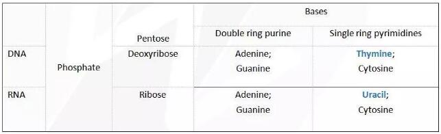 A-level生物之Nucleic Acids和 Protein synthesis知识点详解
