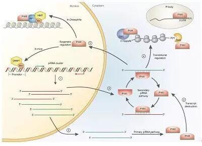 A-level生物之Nucleic Acids和 Protein synthesis知识点详解